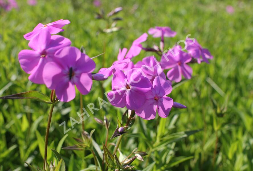Plamenka karolinina 'Bill Baker' - Phlox carolina 'Bill Baker'