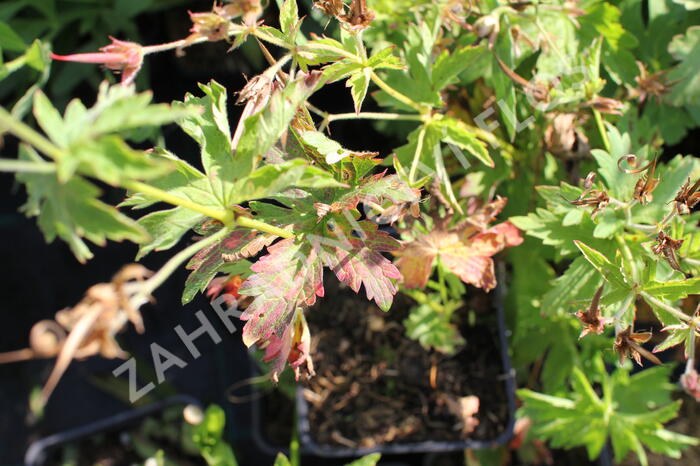 Kakost lesní 'Birch Lilac' - Geranium sylvaticum 'Birch Lilac'