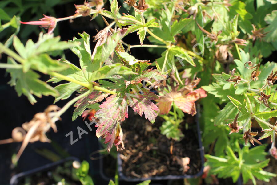 Kakost lesní 'Birch Lilac' - Geranium sylvaticum 'Birch Lilac'