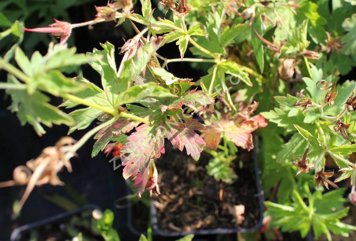 Kakost lesní 'Birch Lilac' - Geranium sylvaticum 'Birch Lilac'