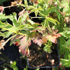 Kakost lesní 'Birch Lilac' - Geranium sylvaticum 'Birch Lilac'