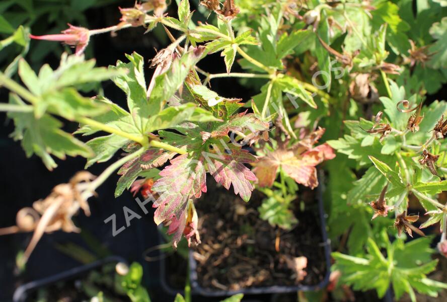 Kakost lesní 'Birch Lilac' - Geranium sylvaticum 'Birch Lilac'