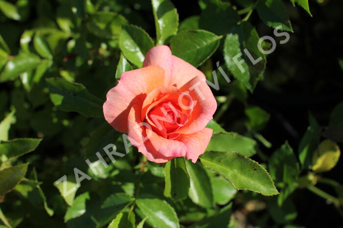 Růže mnohokvětá Kordes 'Aprikola' - Rosa MK 'Aprikola'