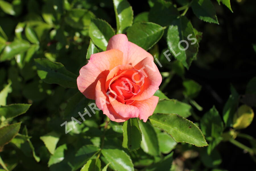 Růže mnohokvětá Kordes 'Aprikola' - Rosa MK 'Aprikola'