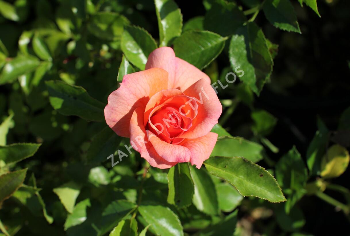 Růže mnohokvětá Kordes 'Aprikola' - Rosa MK 'Aprikola'