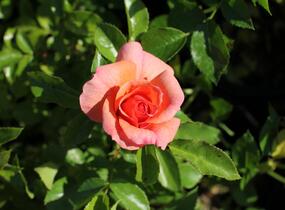 Růže mnohokvětá Kordes 'Aprikola' - Rosa MK 'Aprikola'