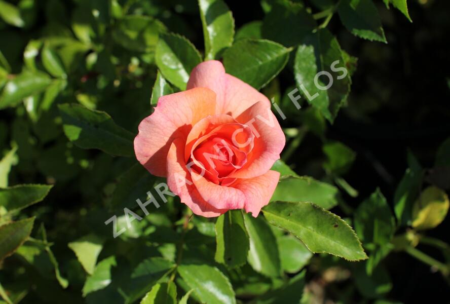 Růže mnohokvětá Kordes 'Aprikola' - Rosa MK 'Aprikola'
