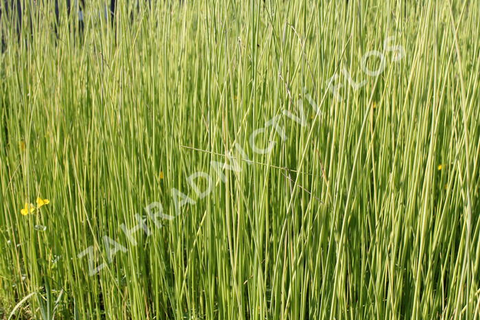 Skřípina jezerní 'Albescens' - Scirpus lacustris 'Albescens'