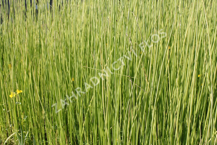 Skřípina jezerní 'Albescens' - Scirpus lacustris 'Albescens'