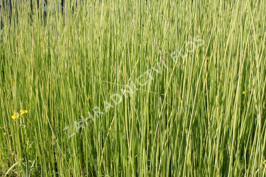 Skřípinec jezerní 'Albescens' - Scirpus lacustris 'Albescens'