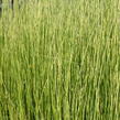 Skřípina jezerní 'Albescens' - Scirpus lacustris 'Albescens'