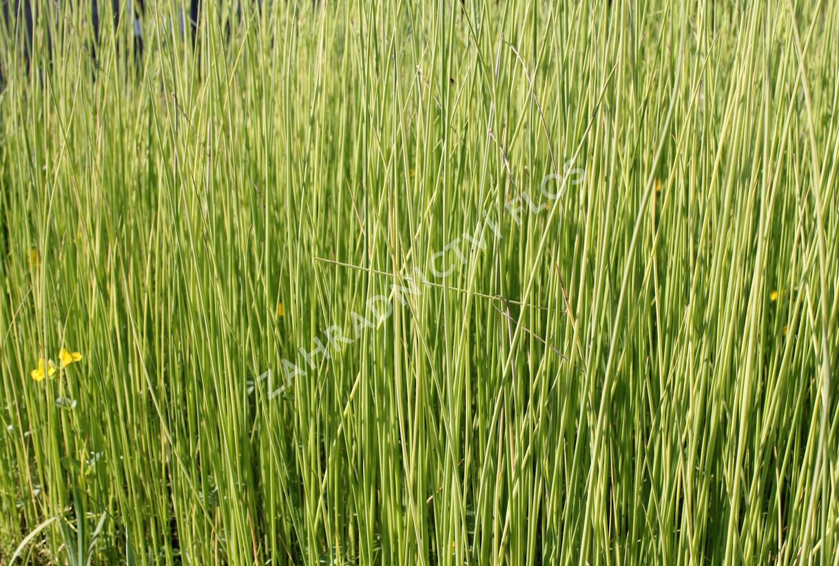 Skřípina jezerní 'Albescens' - Scirpus lacustris 'Albescens'