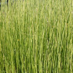Skřípina jezerní 'Albescens' - Scirpus lacustris 'Albescens'