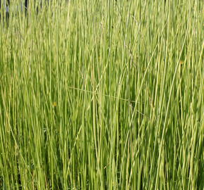 Skřípinec jezerní 'Albescens' - Scirpus lacustris 'Albescens'