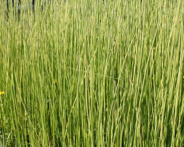 Skřípina jezerní 'Albescens'