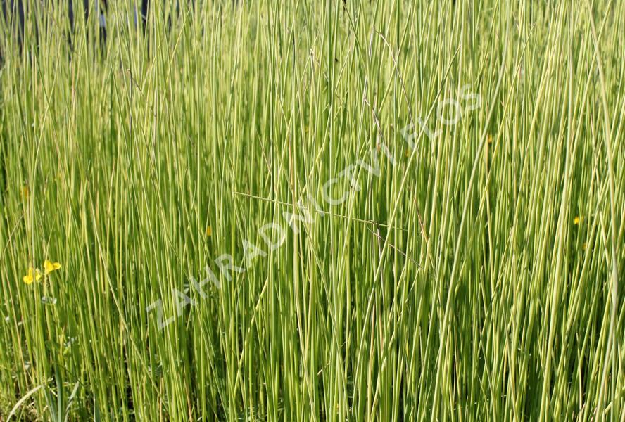 Skřípina jezerní 'Albescens' - Scirpus lacustris 'Albescens'