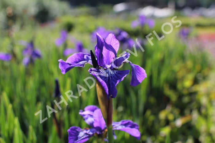 Kosatec sibiřský 'Annick' - Iris sibirica 'Annick'