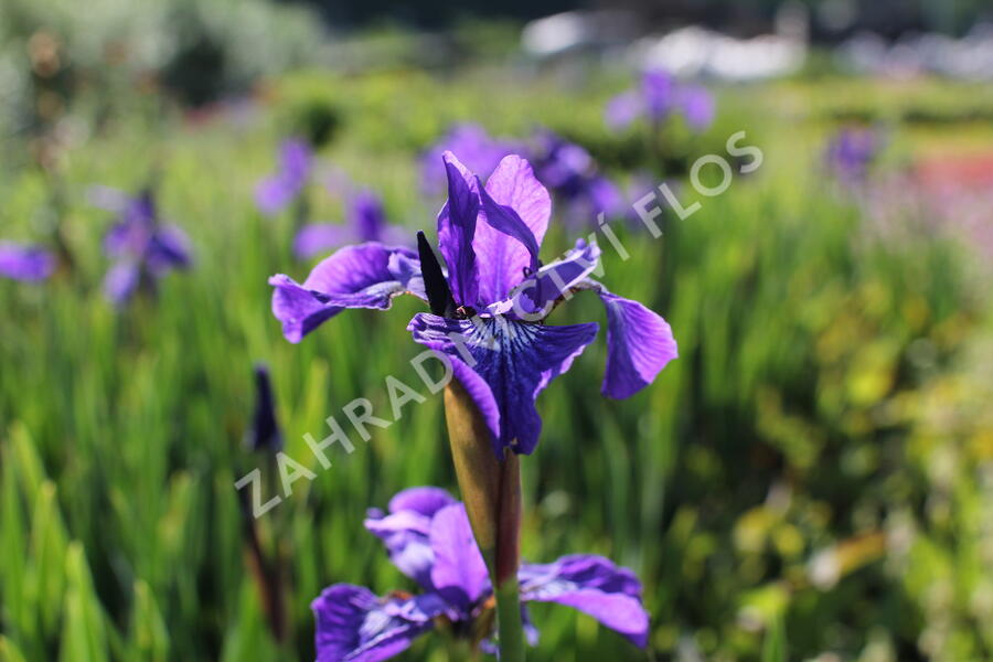 Kosatec sibiřský 'Annick' - Iris sibirica 'Annick'