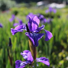 Kosatec sibiřský 'Annick' - Iris sibirica 'Annick'