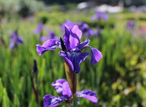 Kosatec sibiřský 'Annick' - Iris sibirica 'Annick'
