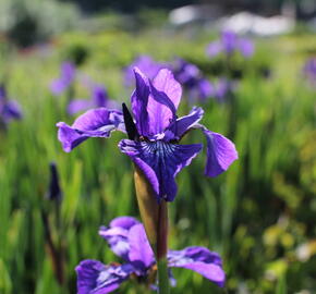 Kosatec sibiřský 'Annick' - Iris sibirica 'Annick'