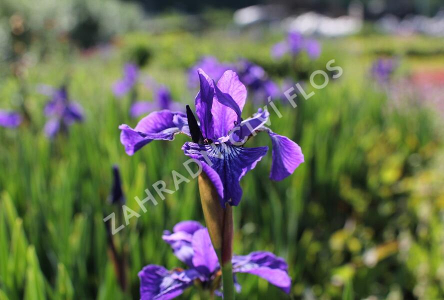 Kosatec sibiřský 'Annick' - Iris sibirica 'Annick'