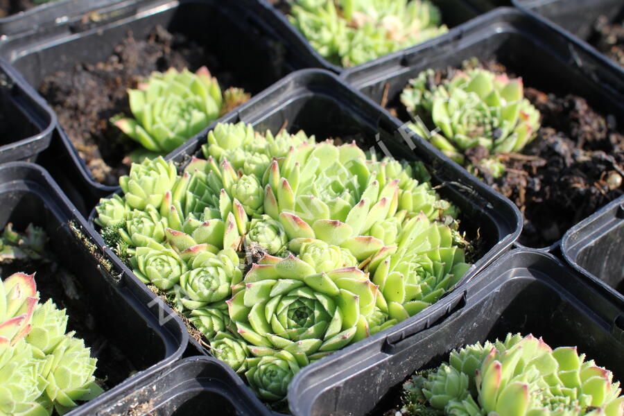 Netřesk 'Picos de Europa' - Sempervivum 'Picos de Europa'