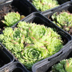 Netřesk 'Picos de Europa' - Sempervivum 'Picos de Europa'