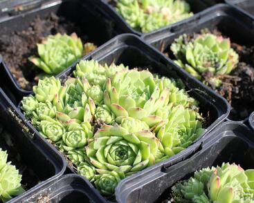 Netřesk 'Picos de Europa'