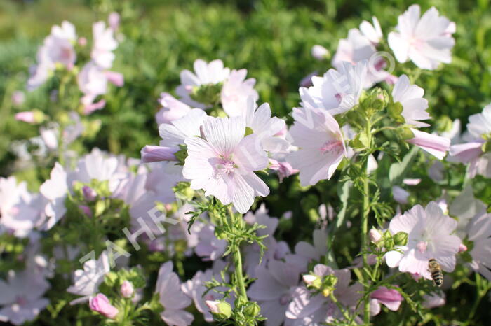 Sléz pižmový 'Appleblossom' - Malva moschata 'Appleblossom'