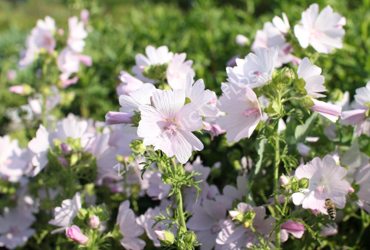 Sléz pižmový 'Appleblossom' - Malva moschata 'Appleblossom'