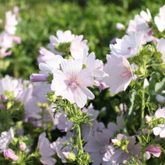 Sléz pižmový 'Appleblossom' - Malva moschata 'Appleblossom'