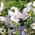 slez-pizmovy-appleblossom.jpg