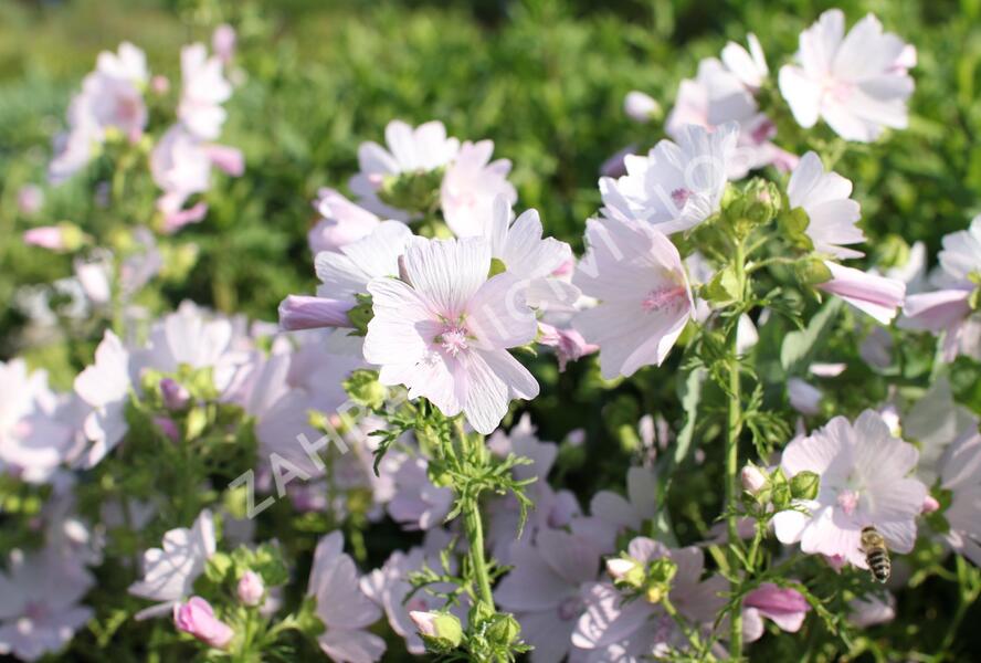Sléz pižmový 'Appleblossom' - Malva moschata 'Appleblossom'