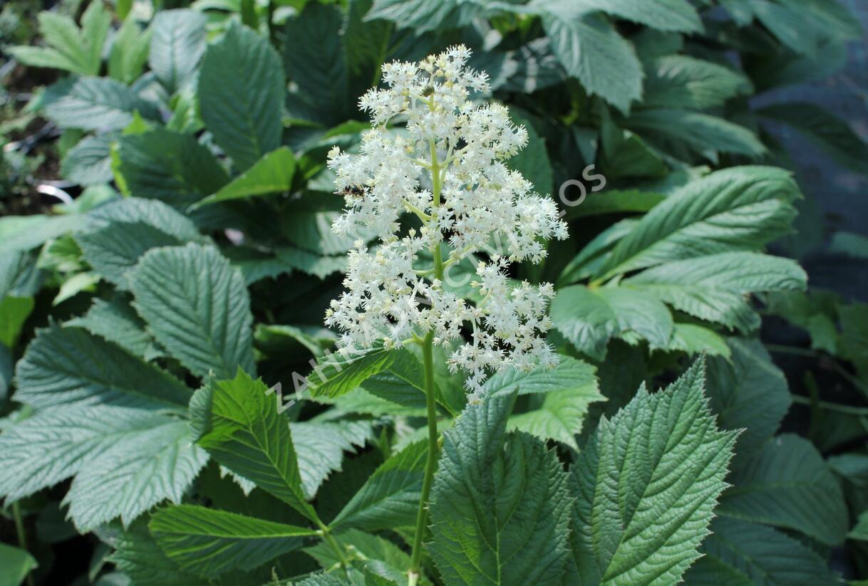 Rodgersie 'Spitzentänzerin' - Rodgersia 'Spitzentänzerin'