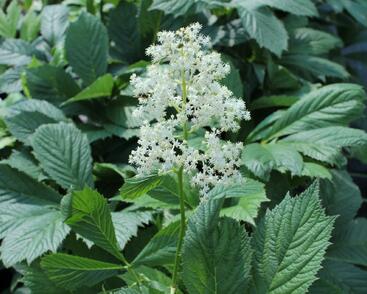 Rodgersie 'Spitzentänzerin'