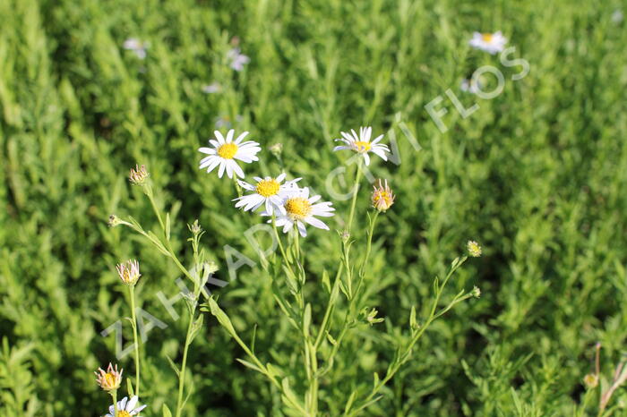 Japonská astra 'Mon Jardin' - Kalimeris mongolica 'Mon Jardin'