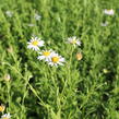 Japonská astra 'Mon Jardin' - Kalimeris mongolica 'Mon Jardin'