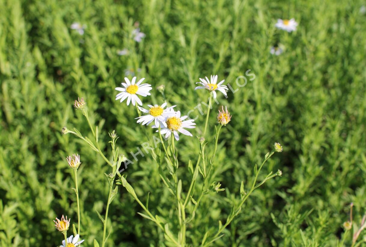 Japonská astra 'Mon Jardin' - Kalimeris mongolica 'Mon Jardin'