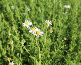 Japonská astra 'Mon Jardin'