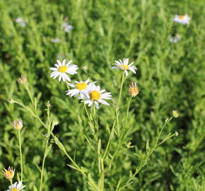 Japonská astra 'Mon Jardin' - Kalimeris mongolica 'Mon Jardin'