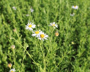 Japonská astra 'Mon Jardin'