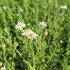 japonska-astra-mon-jardin.jpg