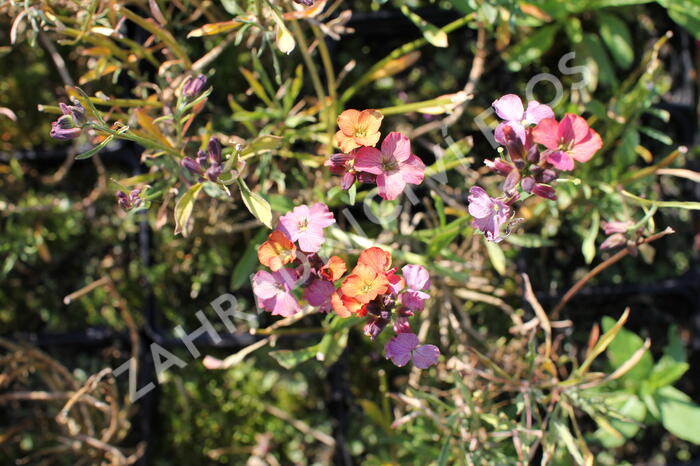 Trýzel 'Constant Cheer' - Erysimum 'Constant Cheer'