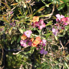 Trýzel 'Constant Cheer' - Erysimum 'Constant Cheer'