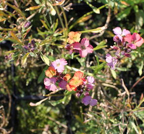 Trýzel 'Constant Cheer' - Erysimum 'Constant Cheer'