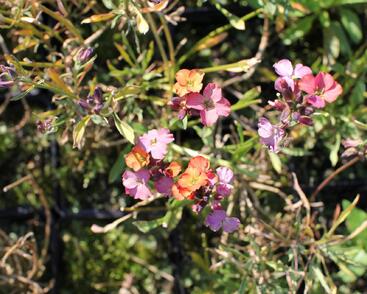 Trýzel 'Constant Cheer'