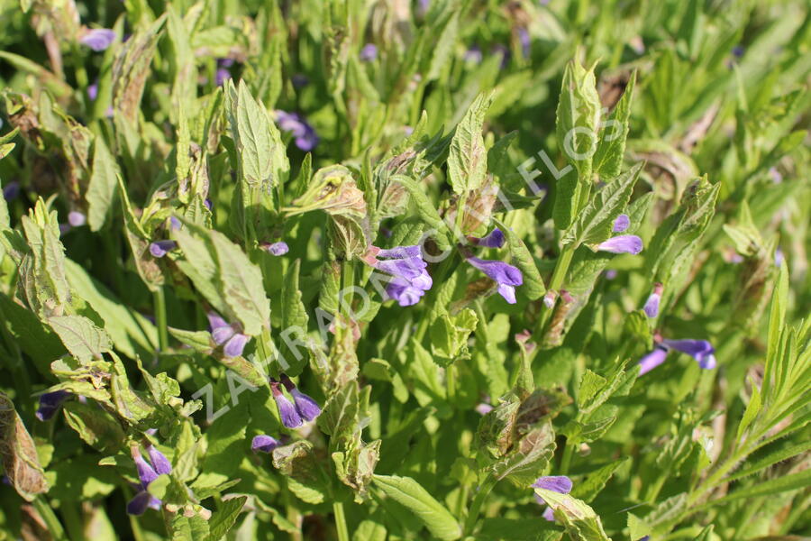 Šišák - Scutellaria scordifolia