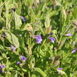 Šišák - Scutellaria scordifolia