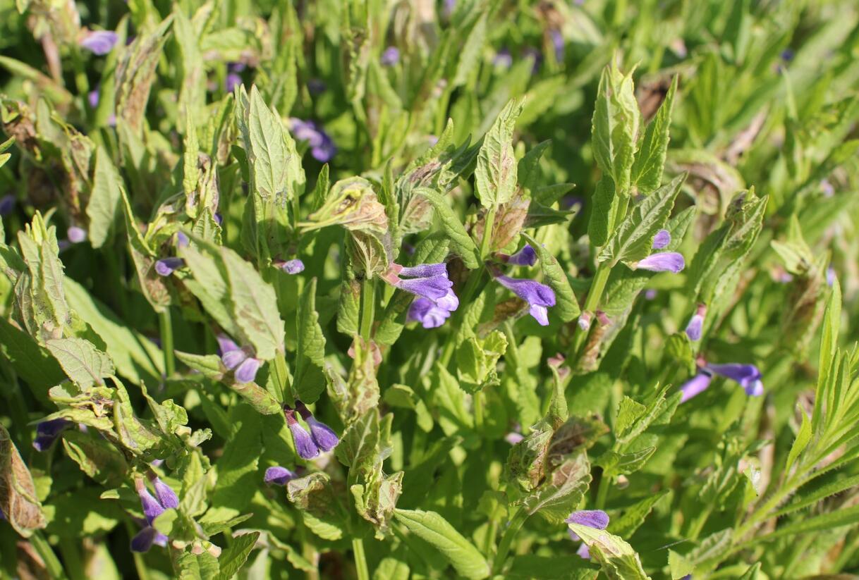 Šišák - Scutellaria scordifolia